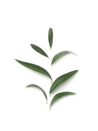 Composition with fresh green olive leaves on white background, top view