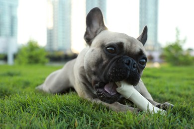 Cute French bulldog gnawing bone treat on green grass outdoors. Lovely pet