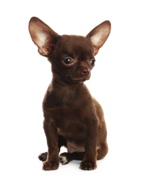 Photo of Cute small Chihuahua dog on white background