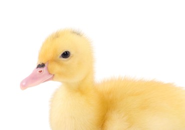 Photo of Baby animal. Portrait of cute fluffy duckling on white background