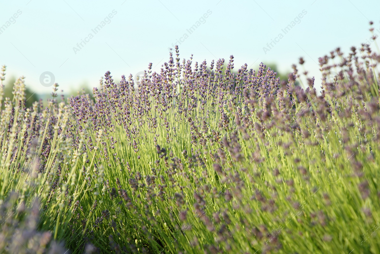 Photo of Beautiful view of blooming lavender growing in field