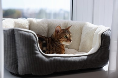 Cute Bengal cat lying on pet bed on windowsill at home