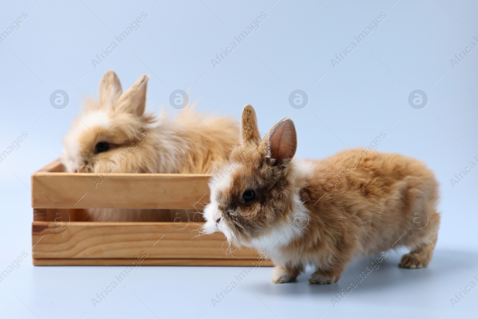 Photo of Cute little rabbits on light blue background