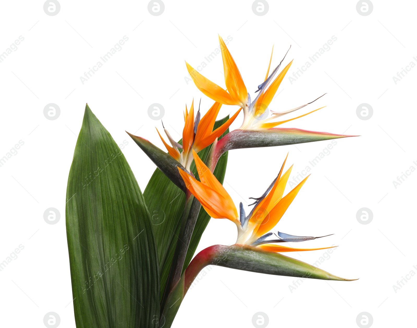 Photo of Bird of Paradise tropical flowers isolated on white