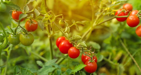 Photo of Beautiful ripe tomatoes on bush in garden