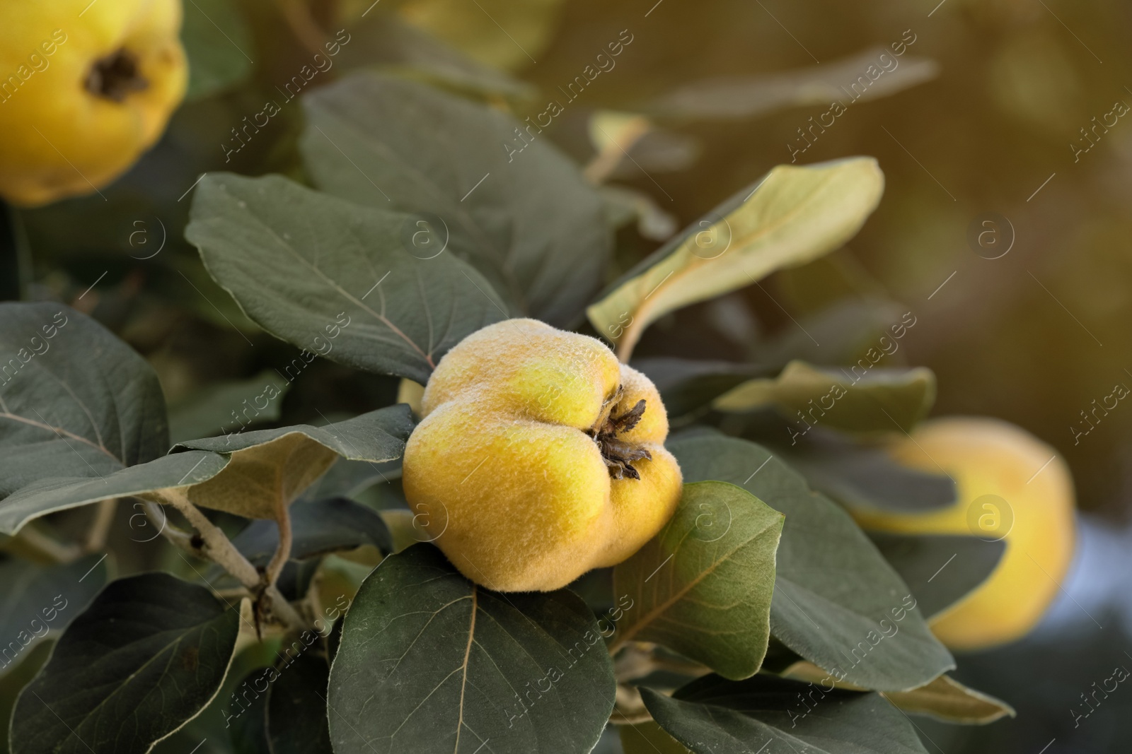 Photo of Closeup view of quince tree with ripening fruit outdoors