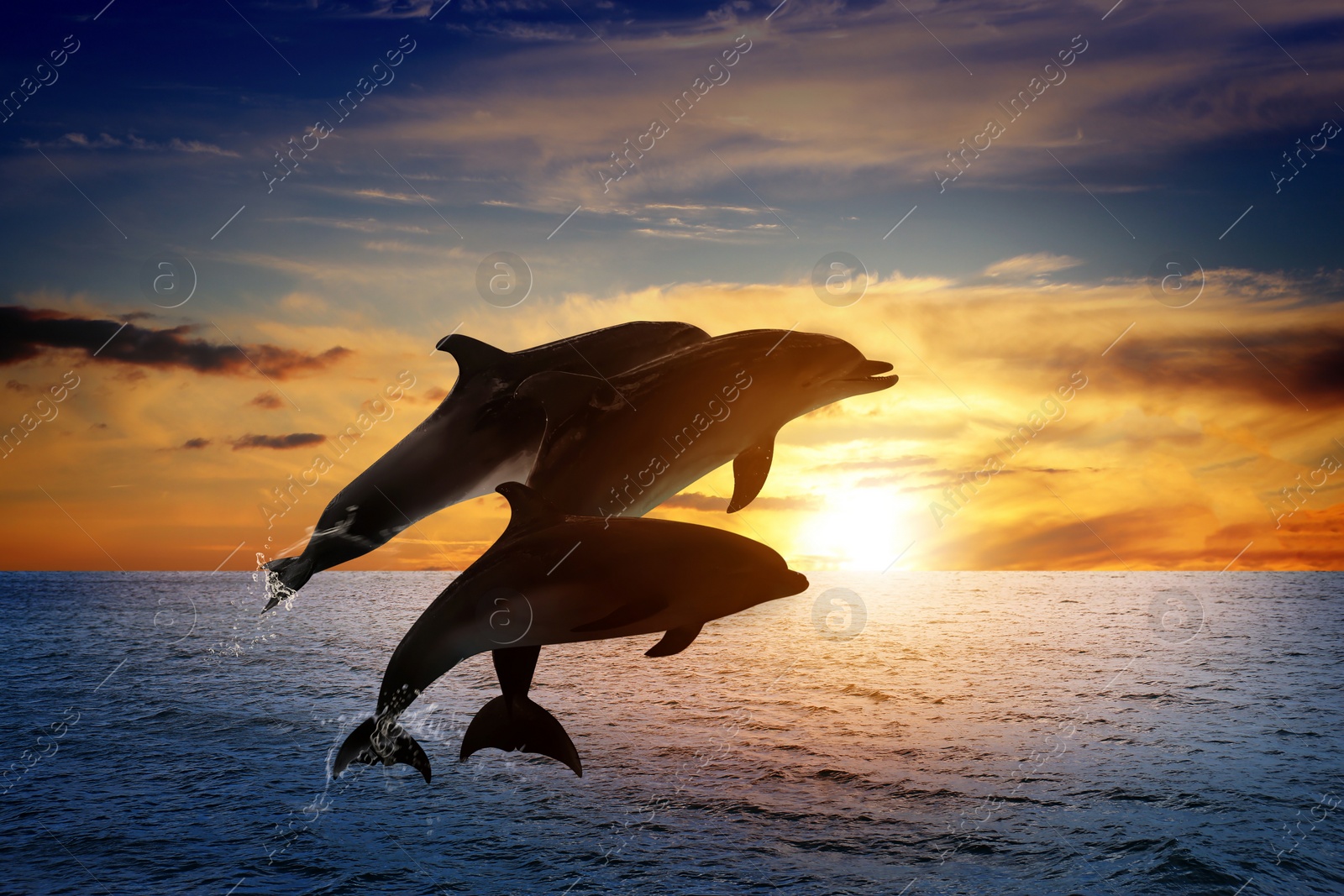 Image of Beautiful bottlenose dolphins jumping out of sea at sunset 