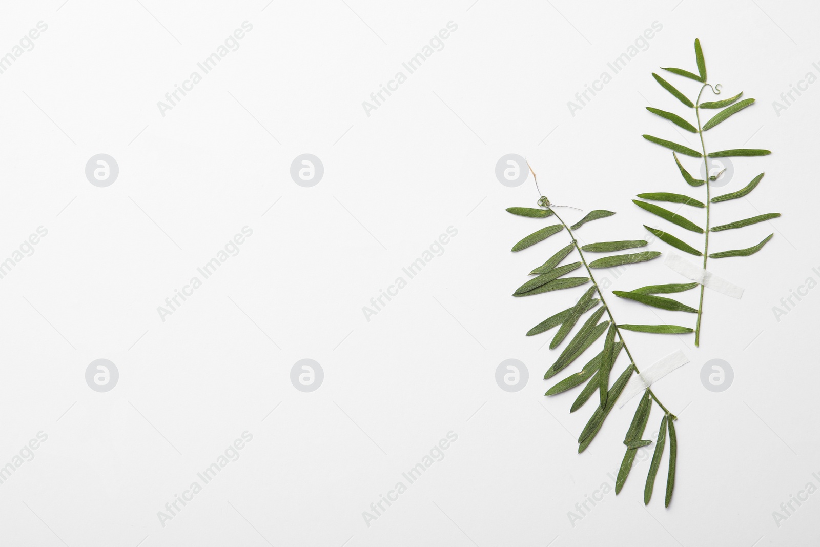Photo of Pressed dried plant leaves on white background. Beautiful herbarium