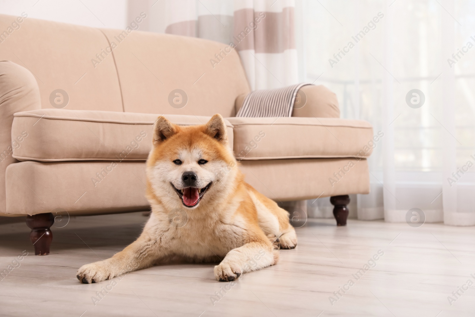 Photo of Adorable Akita Inu dog on floor in living room