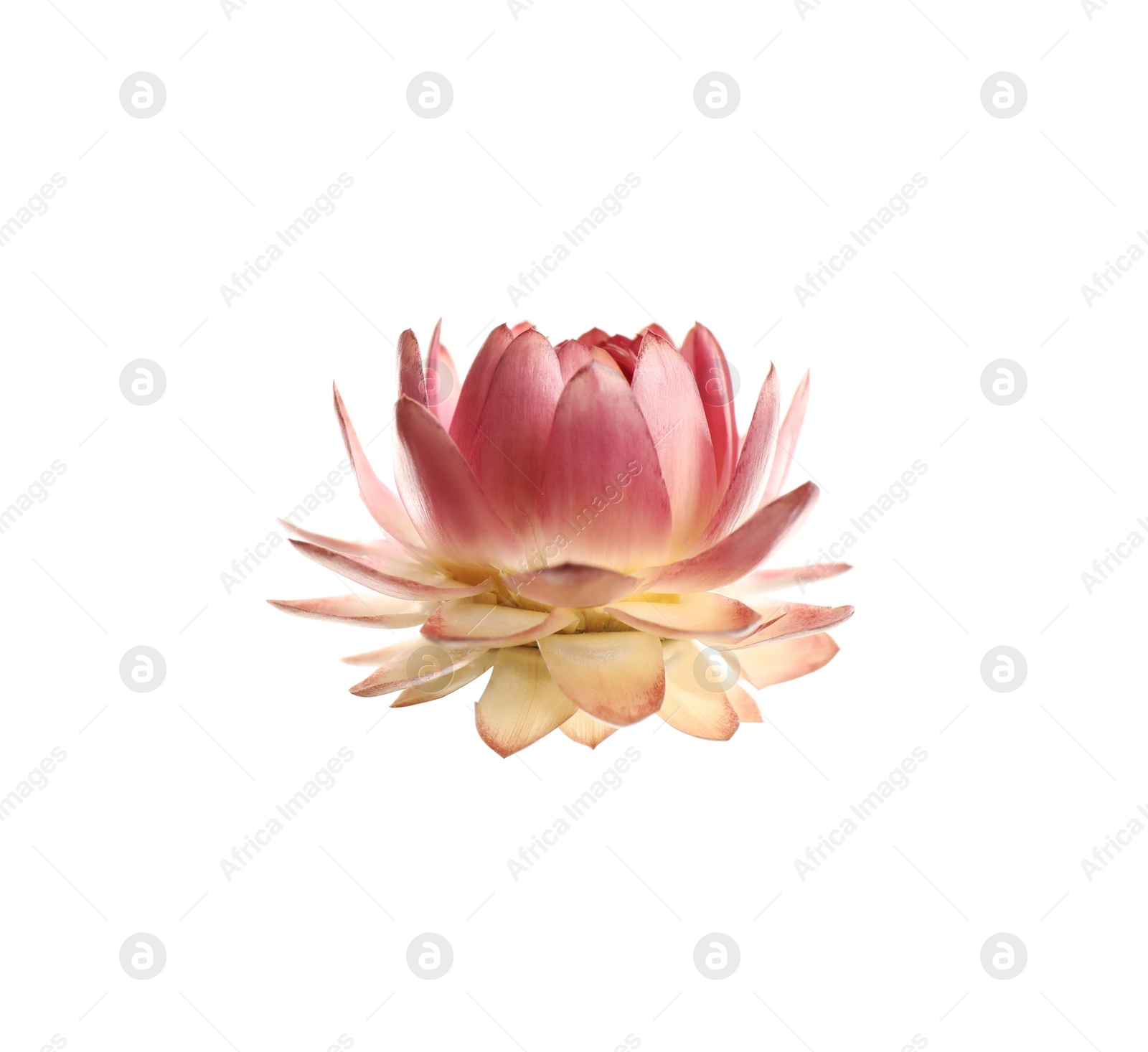 Photo of Beautiful blooming helichrysum flower isolated on white