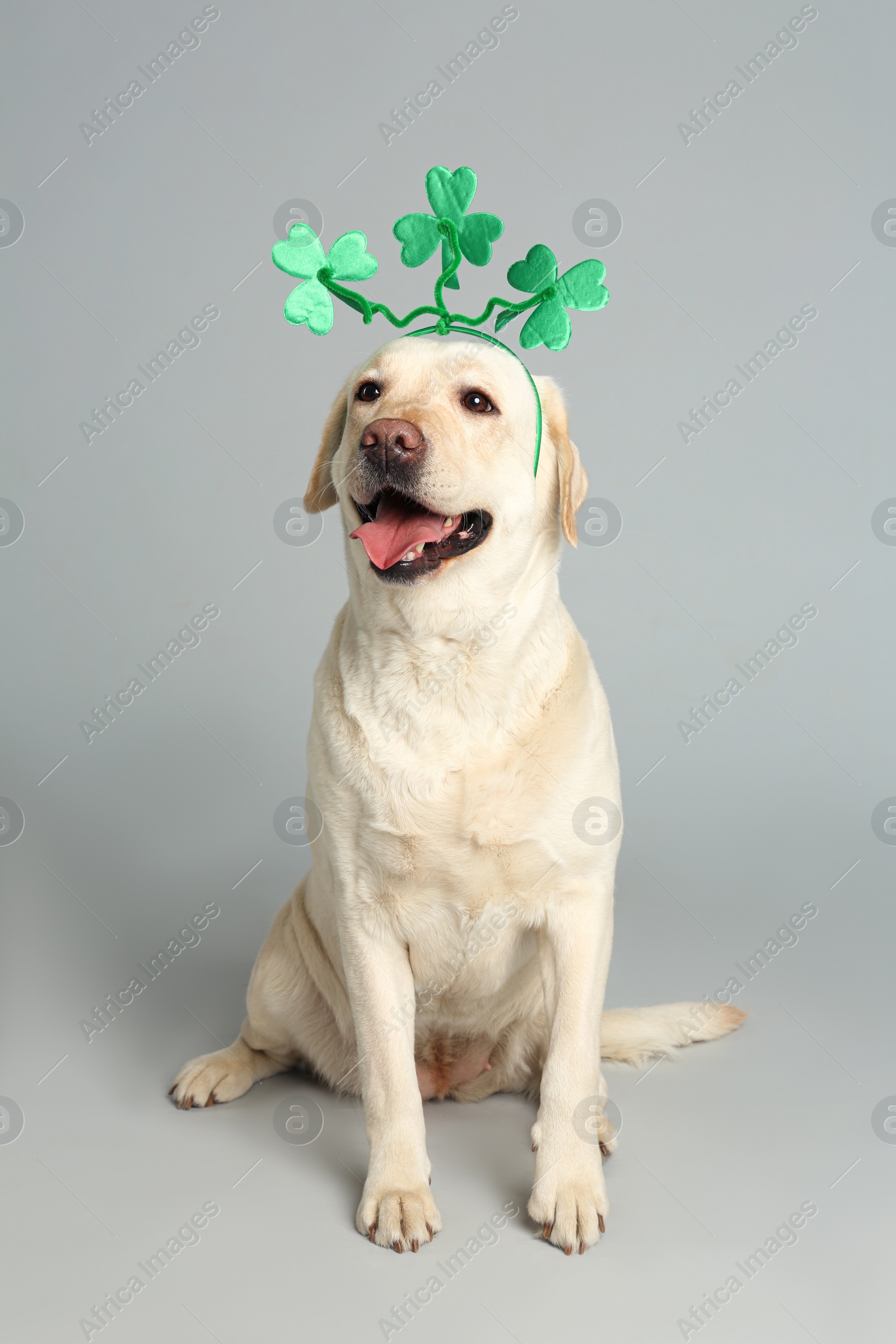 Photo of Labrador retriever with clover leaves headband on light grey background. St. Patrick's day