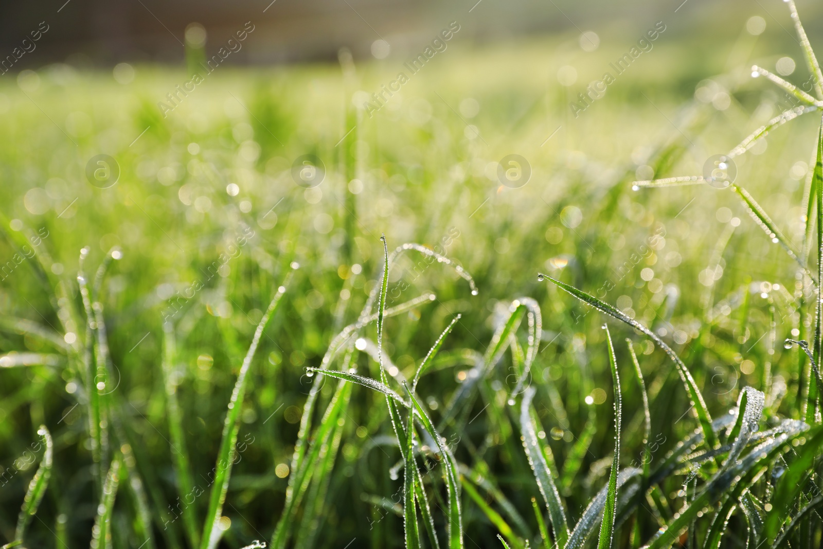 Photo of Dewy green grass on wild meadow, closeup view