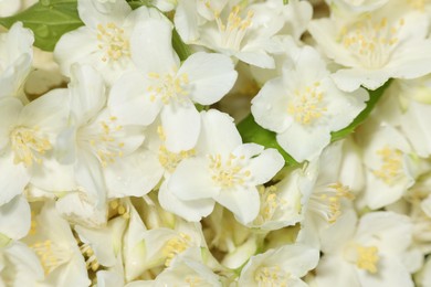 Photo of Beautiful jasmine flowers as background, top view