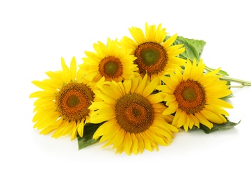 Beautiful bright blooming sunflowers on white background