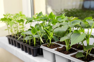 Photo of Seedlings growing in plastic containers with soil on windowsill, space for text. Gardening season