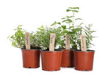 Photo of Different aromatic potted herbs isolated on white