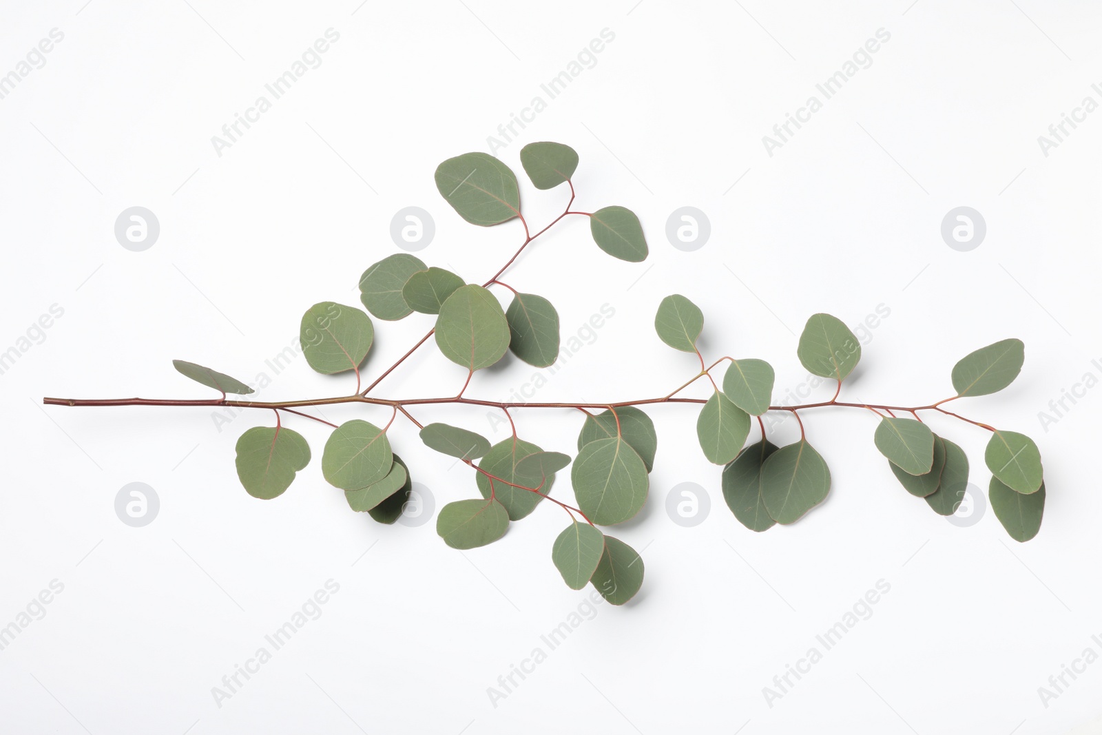 Photo of Eucalyptus branch with fresh leaves isolated on white, top view