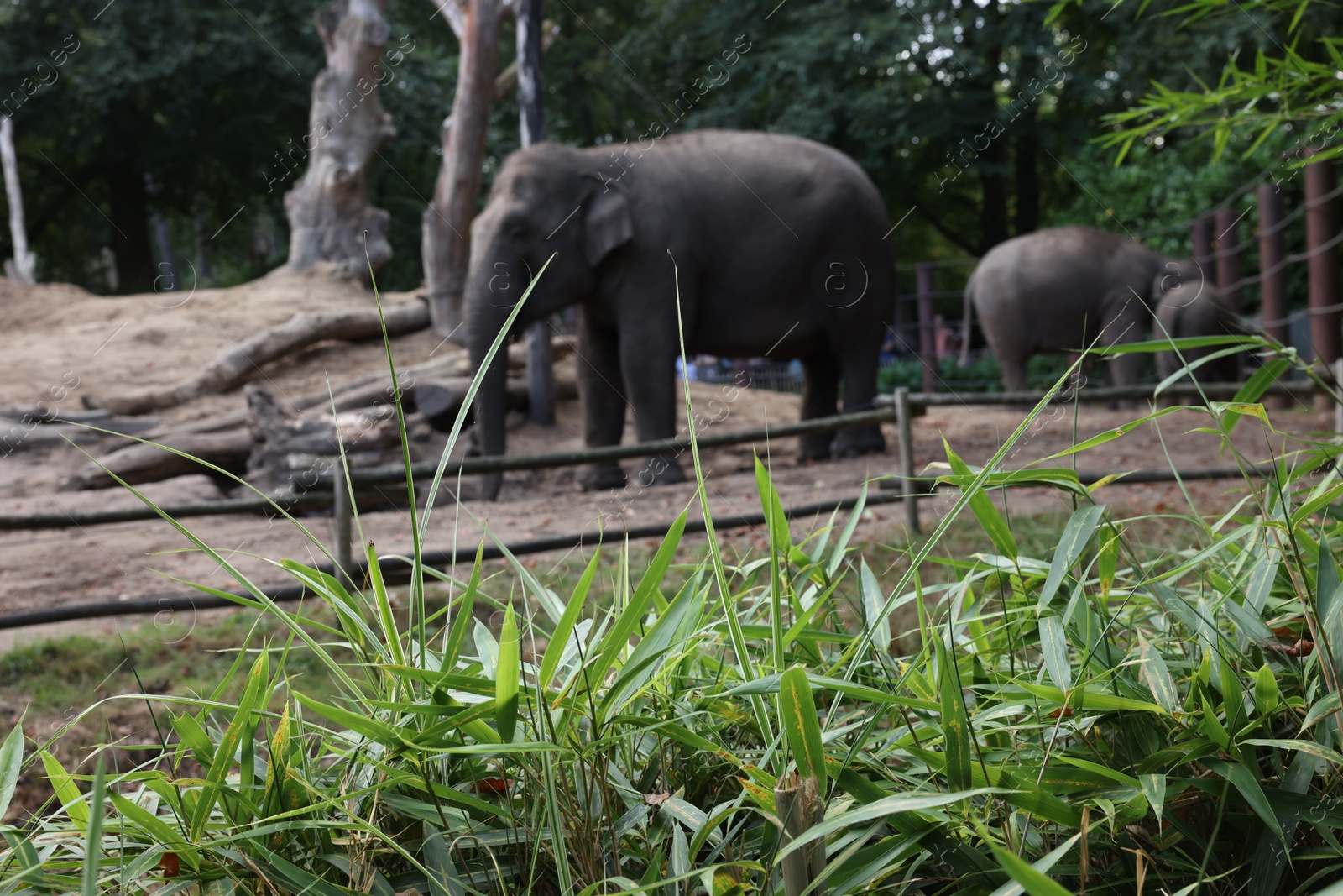 Photo of Group of adorable elephants walking in zoological garden