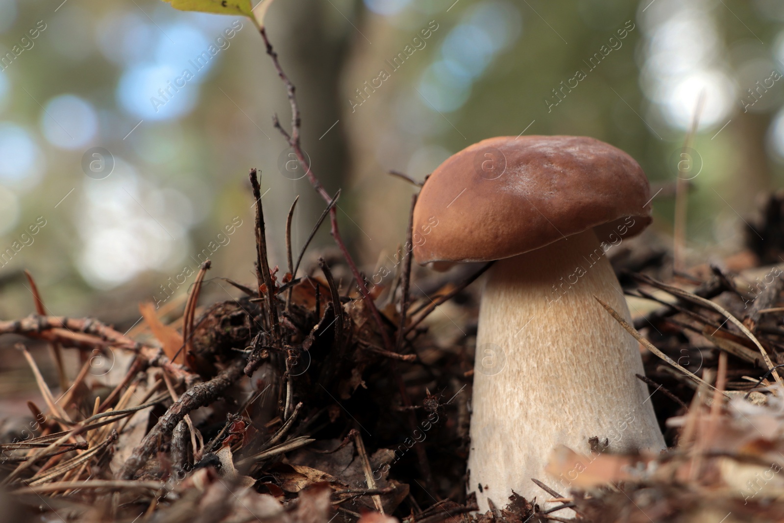 Photo of Beautiful porcini mushroom growing in forest on autumn day