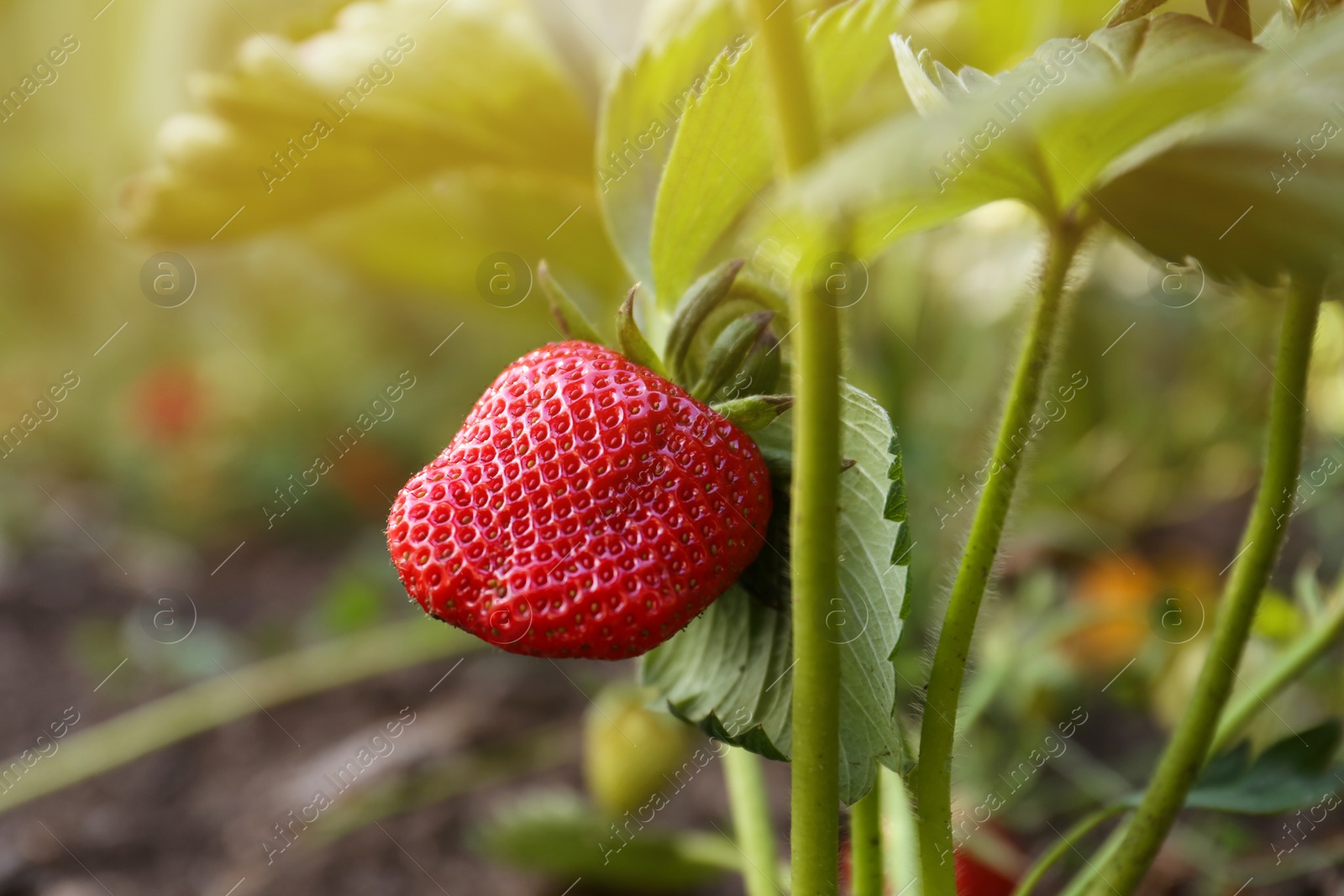 Photo of Beautiful strawberry plant with ripe fruit in garden on sunny day, closeup