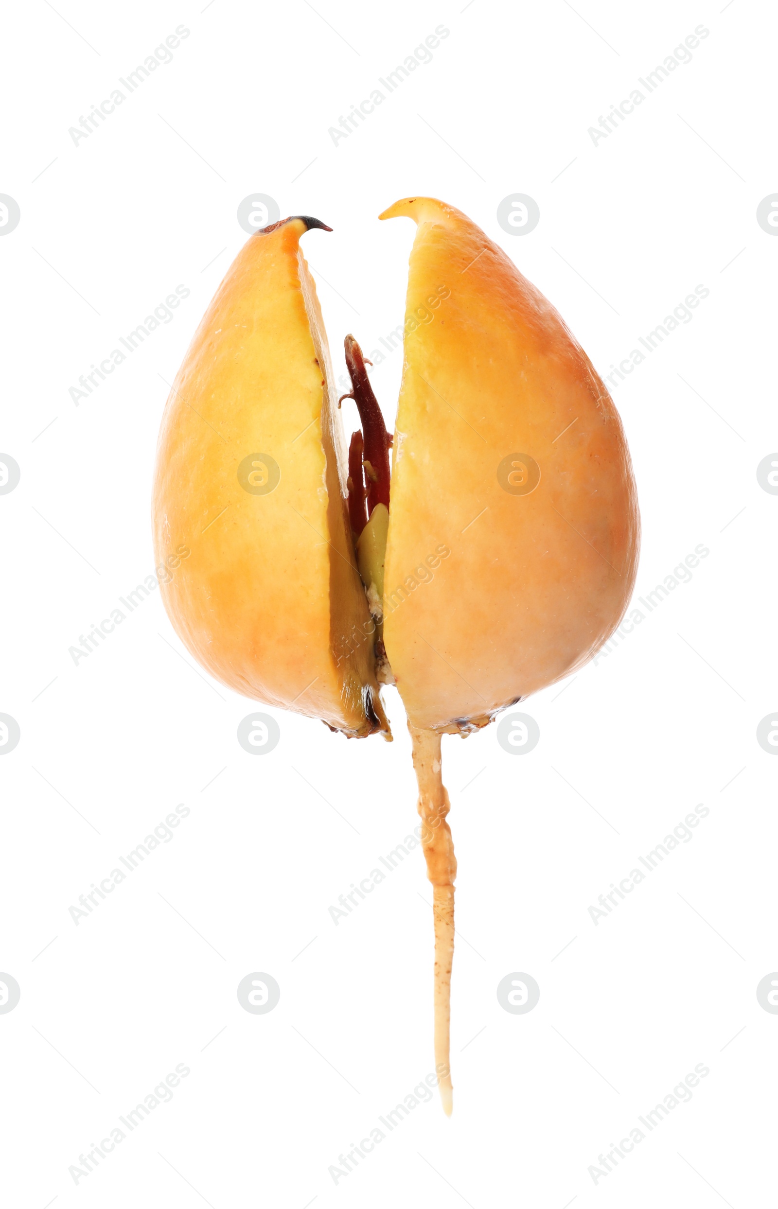 Photo of Avocado pit with root on white background