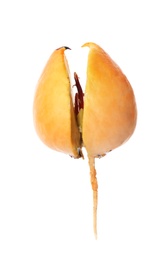 Avocado pit with root on white background