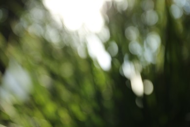 Blurred view of green trees on sunny day outdoors. Bokeh effect