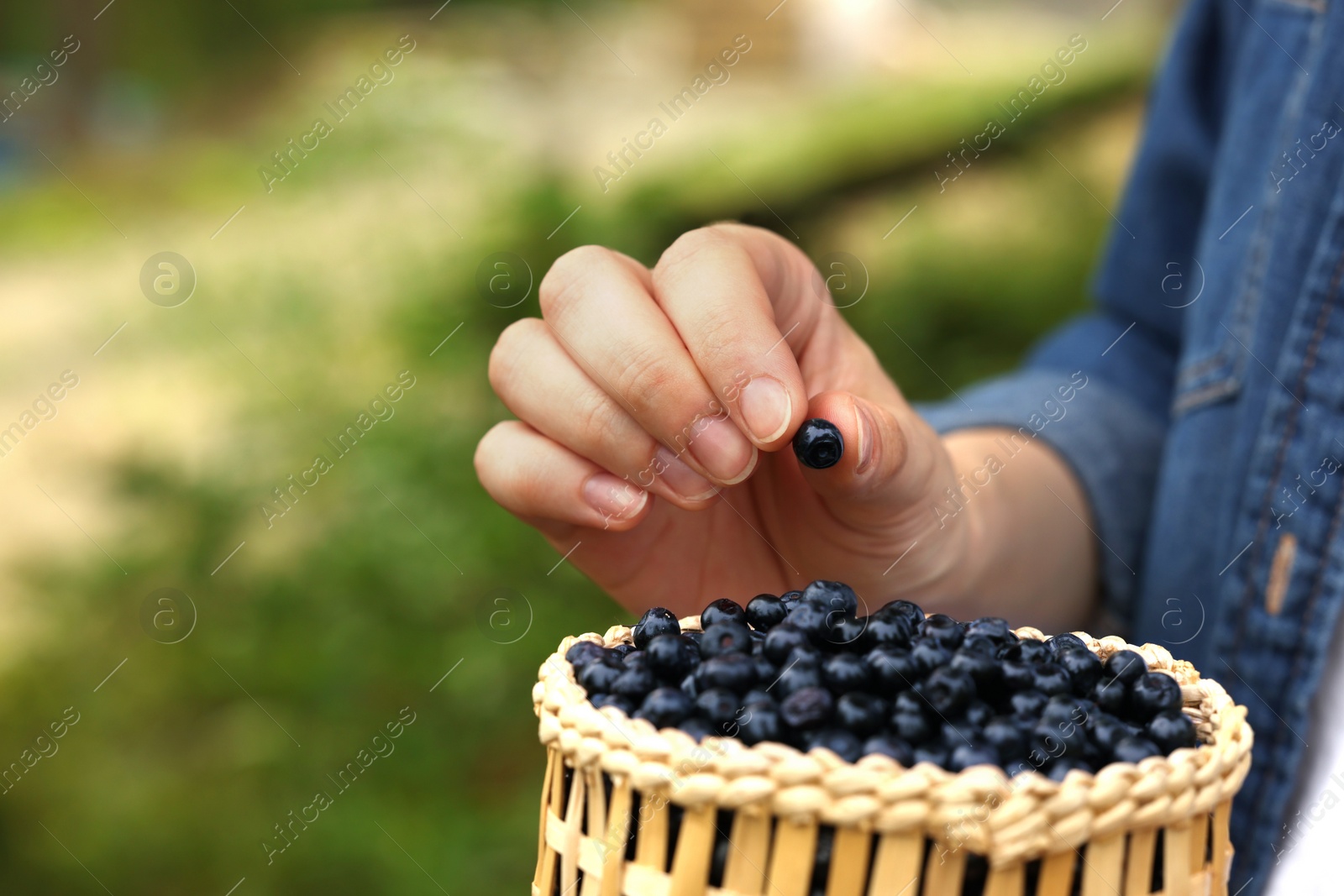 Photo of Woman putting bilberry into wicker bowl outdoors, closeup. Space for text