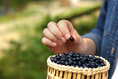 Woman putting bilberry into wicker bowl outdoors, closeup. Space for text