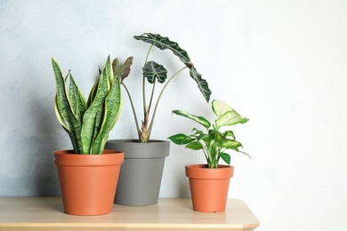 Photo of Exotic potted plants on table near light wall. Home decor