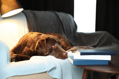 Cute chocolate Labrador retriever lying on couch at home. Warm and cozy winter