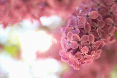 Photo of Closeup view of beautiful blossoming lilac shrub outdoors