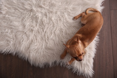 Photo of Cute Chihuahua dog lying on warm floor, top view with space for text. Heating system
