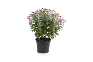 Photo of Pot with beautiful colorful chrysanthemum flowers on white background