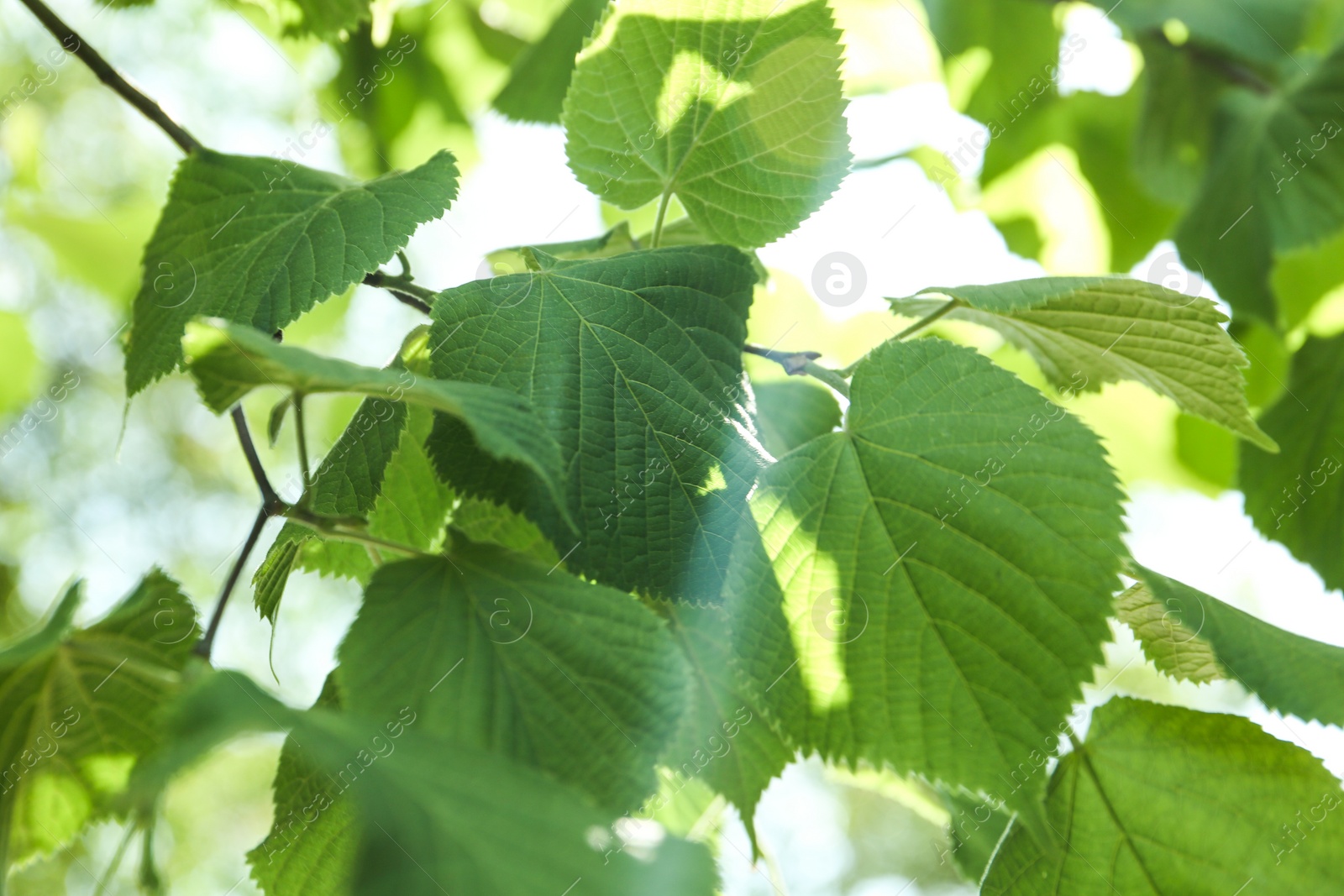 Photo of Closeup view of linden tree with fresh young green leaves outdoors on spring day