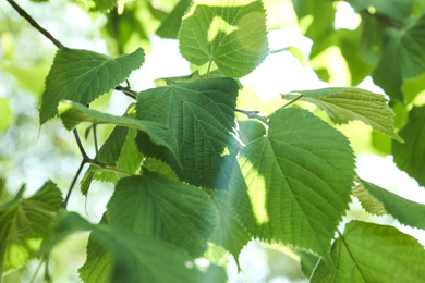 Closeup view of linden tree with fresh young green leaves outdoors on spring day