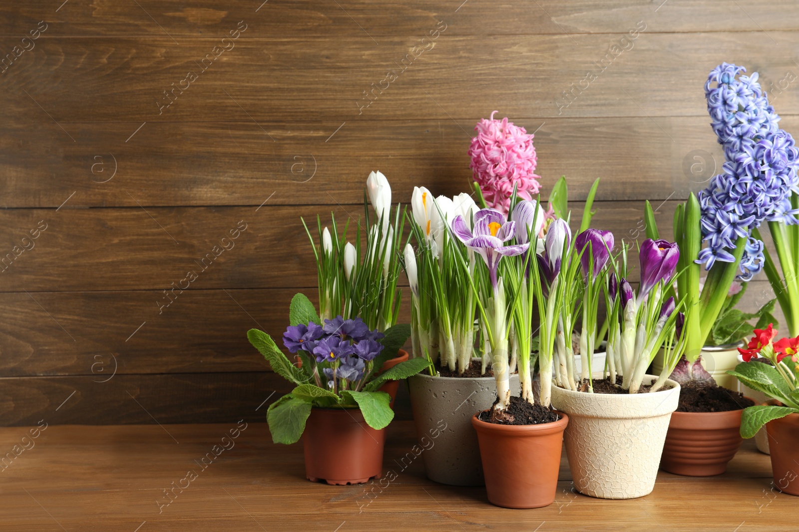 Photo of Different flowers in ceramic pots on wooden table. Space for text