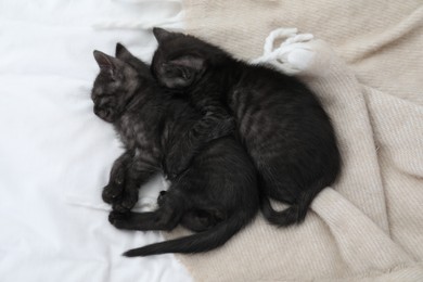 Cute fluffy kittens sleeping on bed. Baby animals