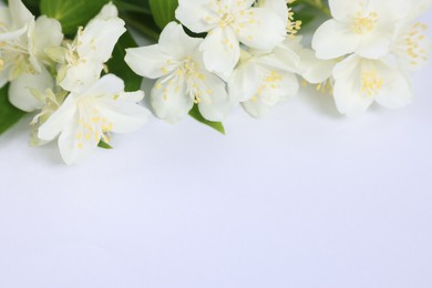 Photo of Beautiful jasmine flowers on white background, closeup. Space for text