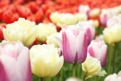 Beautiful tulip flowers growing in field, closeup