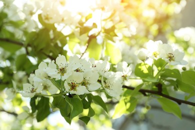 Photo of Beautiful blossoming pear tree outdoors on sunny day, closeup