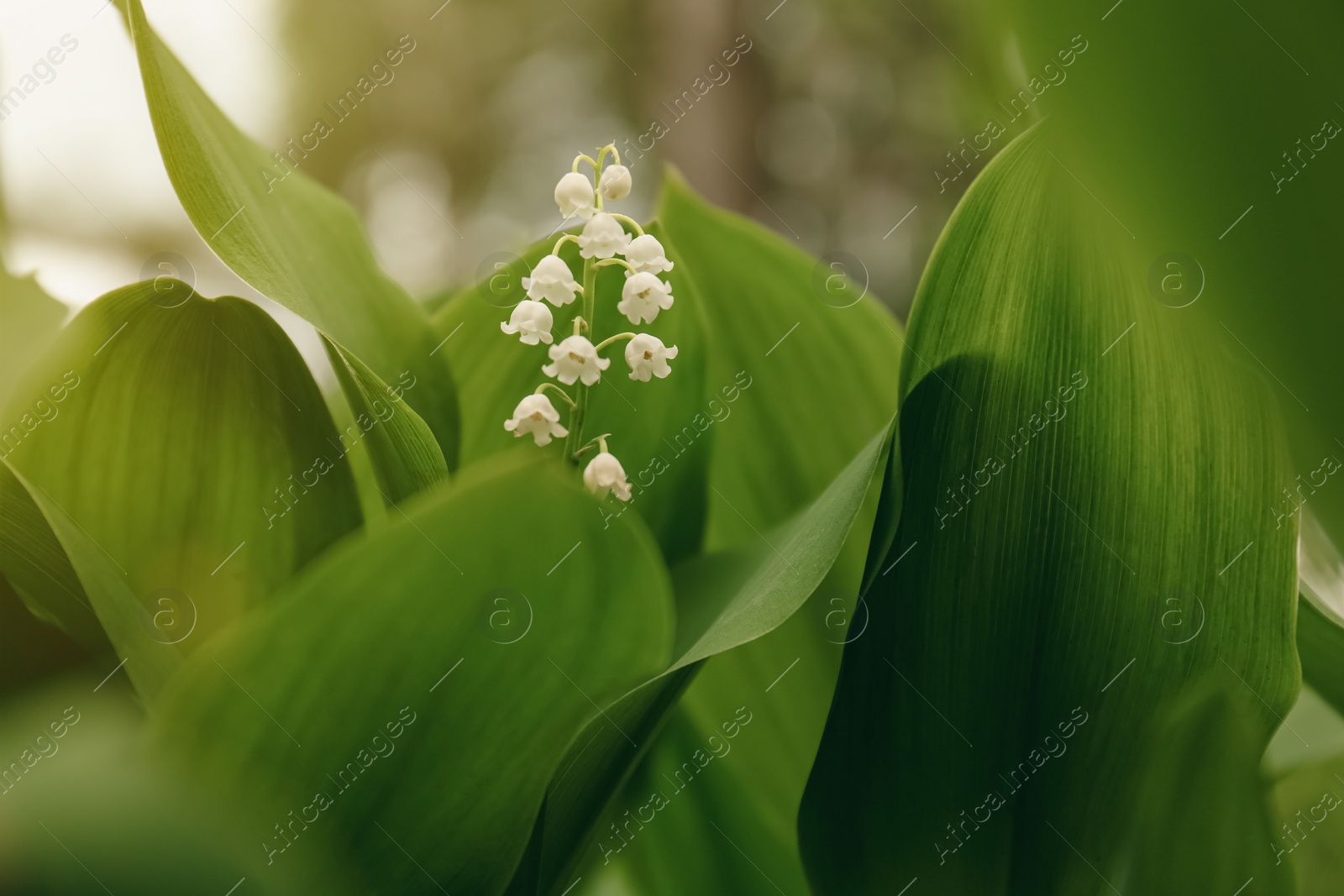 Photo of Beautiful lily of the valley flower on blurred background, closeup