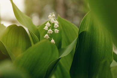 Beautiful lily of the valley flower on blurred background, closeup