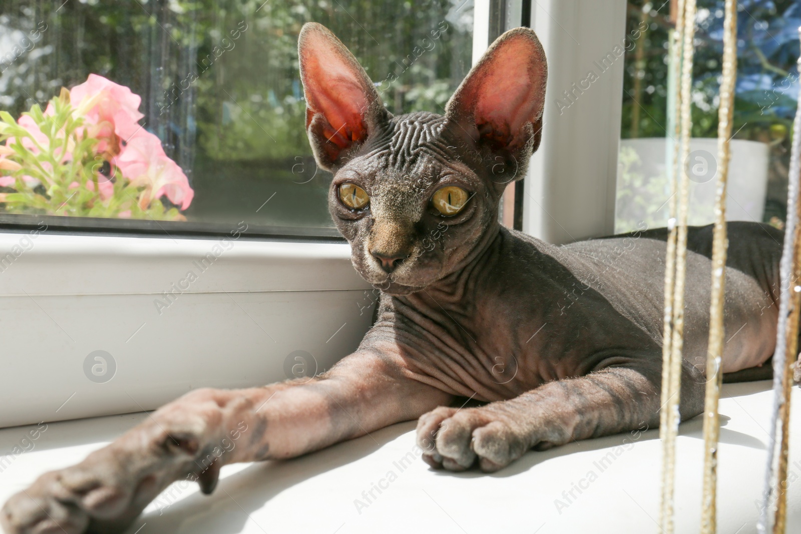 Photo of Adorable black Sphinx cat lying on windowsill indoors