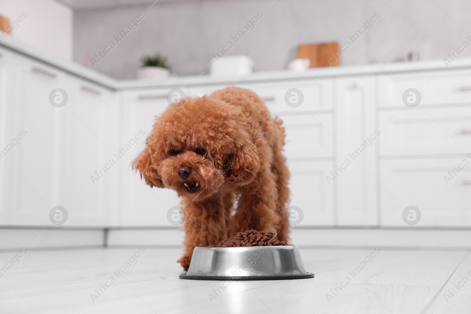 Photo of Cute Maltipoo dog feeding from metal bowl on floor in kitchen. Lovely pet