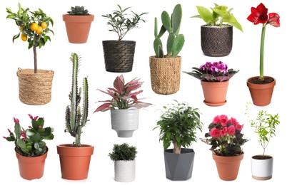Image of Set with different beautiful plants on white background
