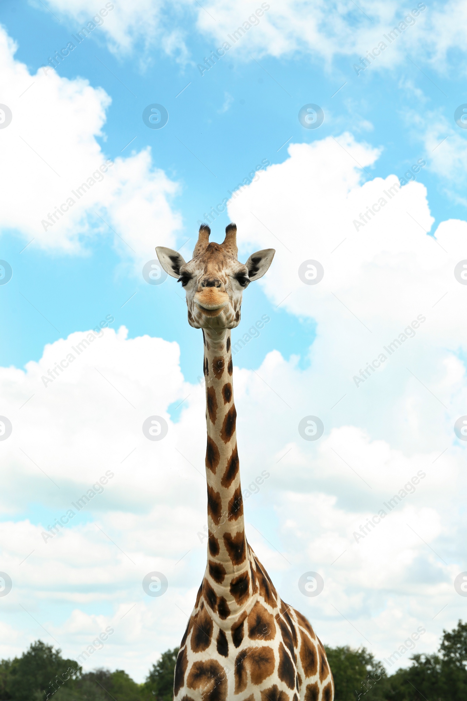 Photo of Beautiful spotted African giraffe in safari park