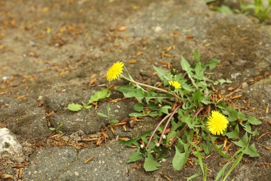 Photo of Yellow dandelion flowers with green leaves growing outdoors