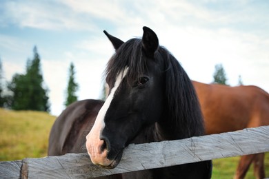 Photo of Beautiful horse near fence outdoors. Lovely domesticated pet