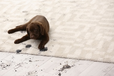 Photo of Cute dog leaving muddy paw prints on carpet